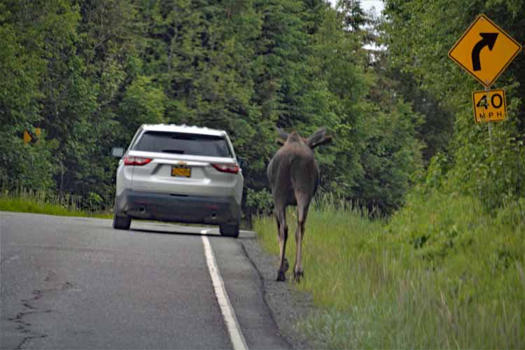 moose on the road